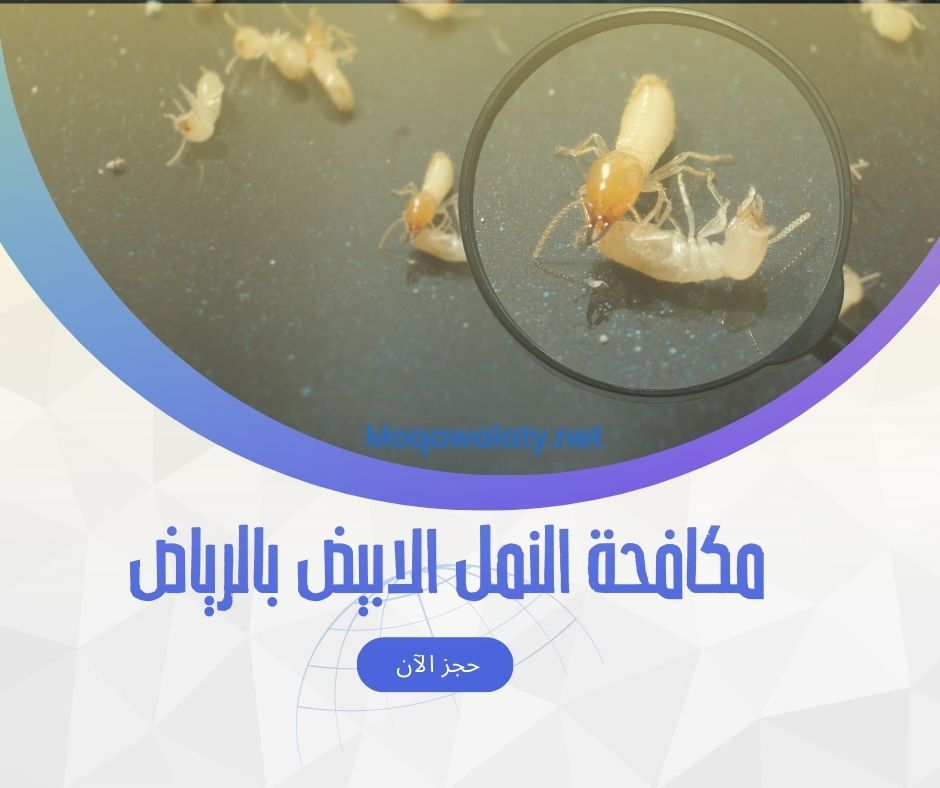 مكافحة النمل الابيض في الرياض
