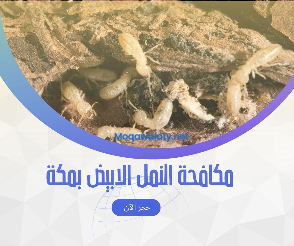 مكافحة النمل الابيض في مكة المكرمة